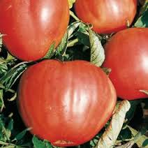 POMODORO CUOR DI BUE GROSSO NR.200 SEMI